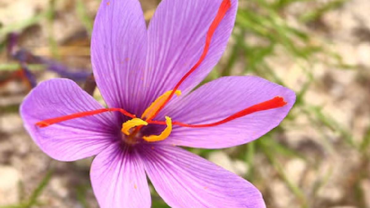 Saffron tips