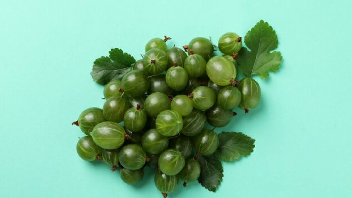 Turkey berry benefits