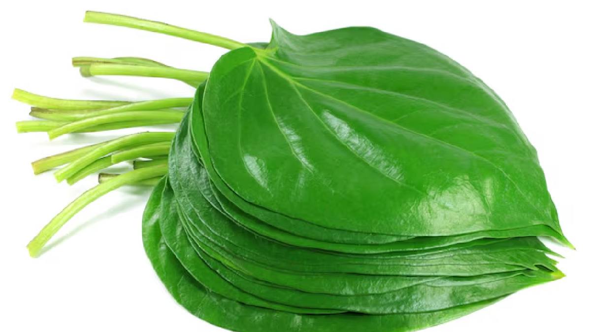 Betel benefits