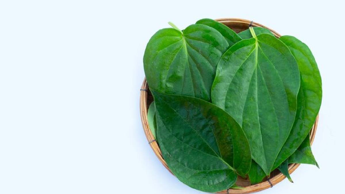 Betel uses