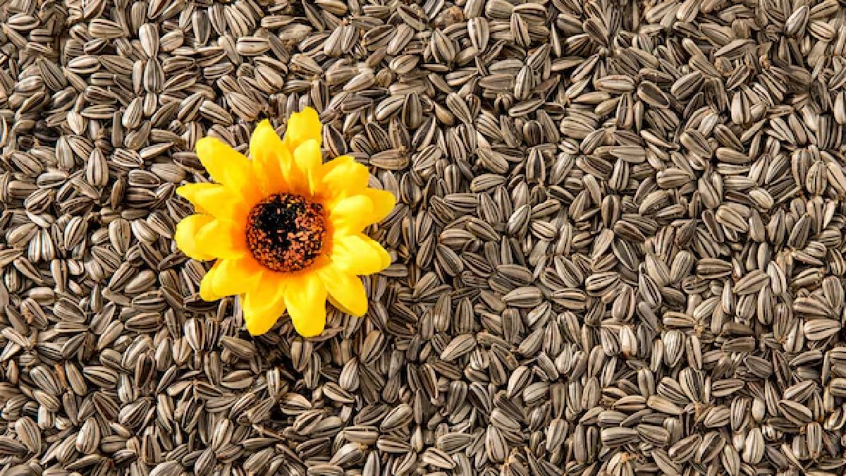Sunflower seeds