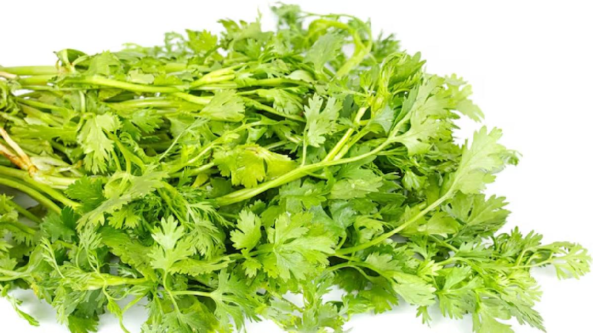 Coriander uses