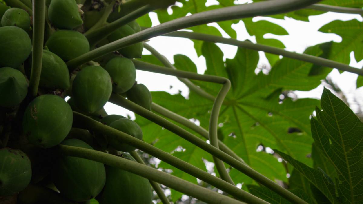 Papaya leaf