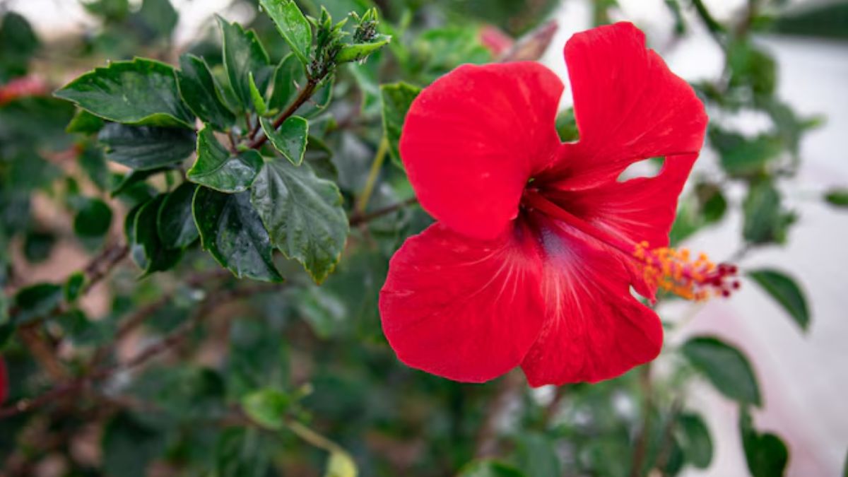 hibiscus flowers