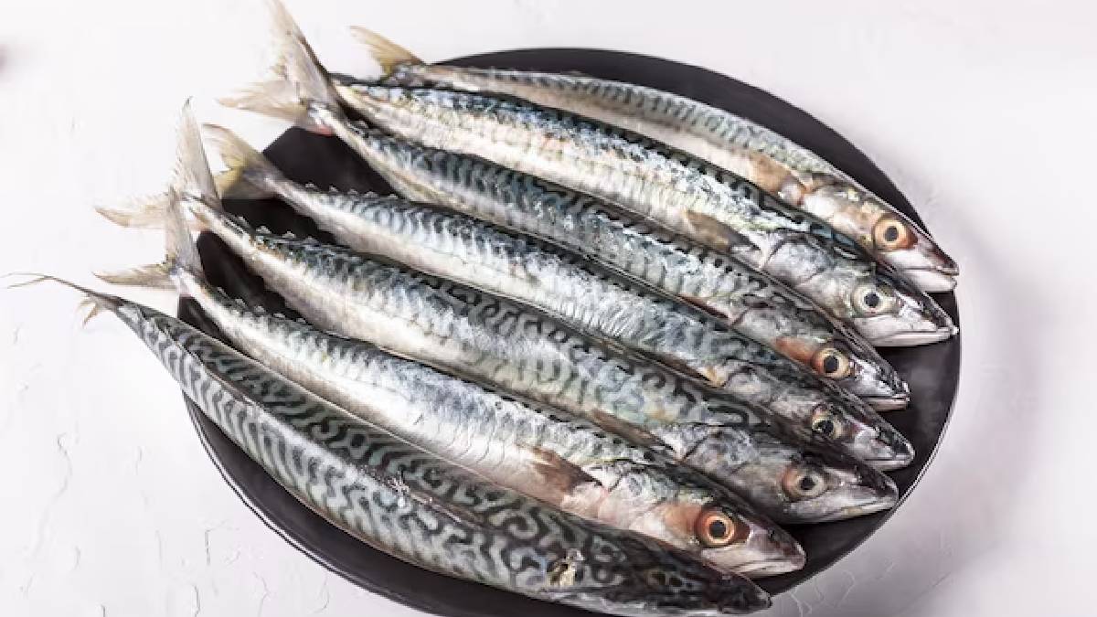 sardine fish uses