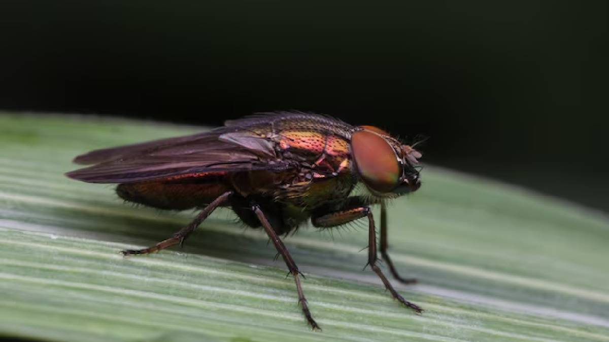 Houseflies