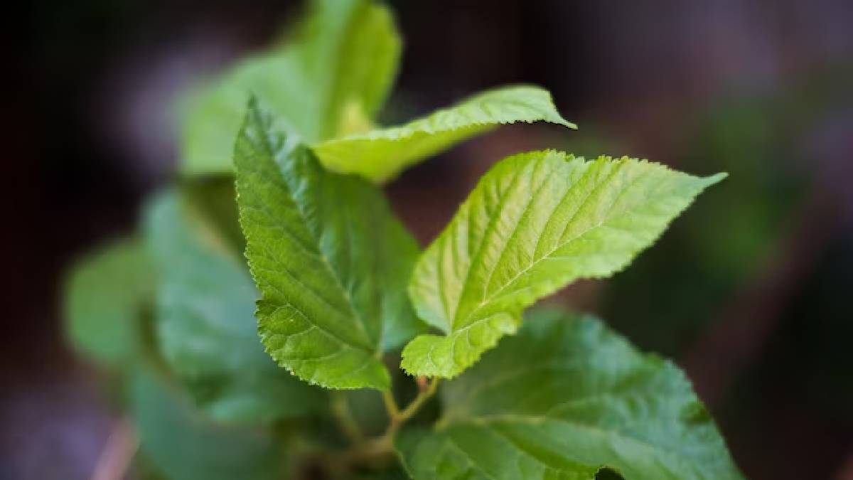 Mint plant