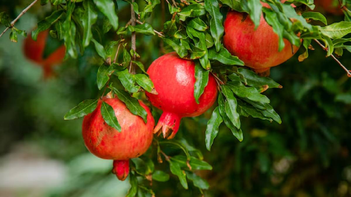Gardening tips in tamil