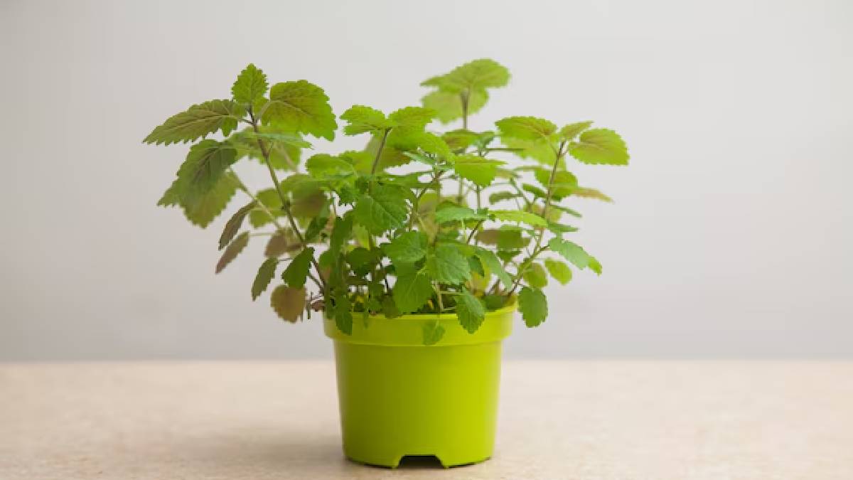 துளசி செடி காய்ந்து போகாமல் காப்பது எப்படி; எளிமையாக பின்பற்றக் கூடிய வழிமுறைகள்