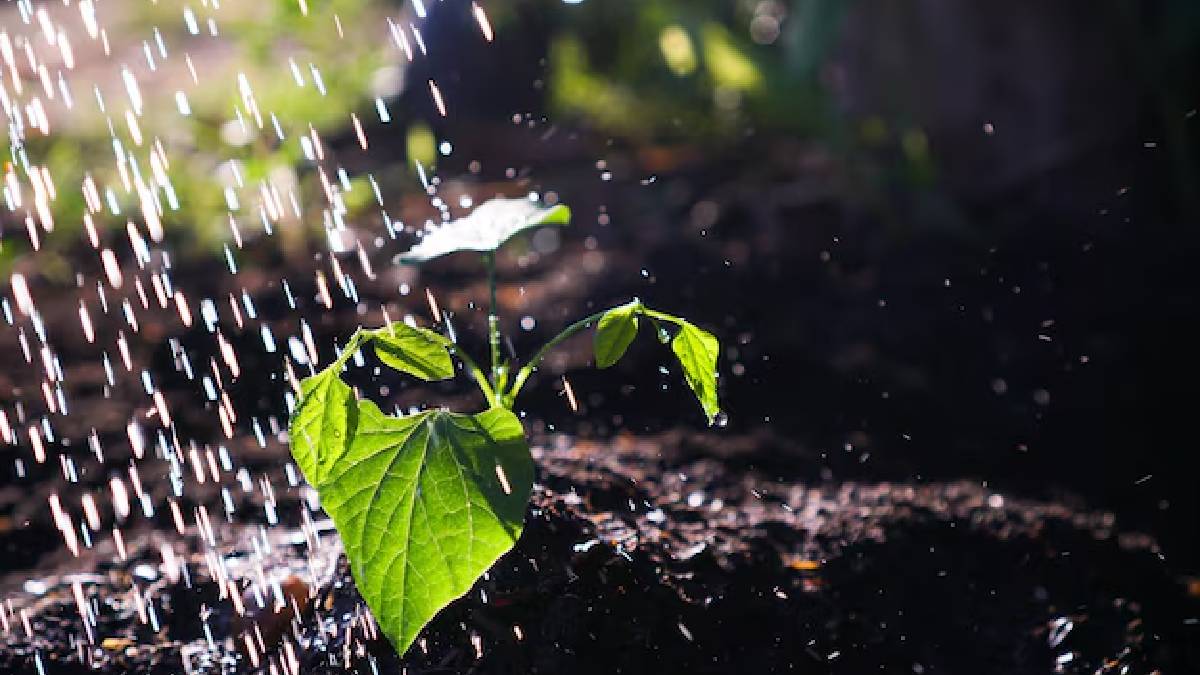 மழைக்காலத்தில் உங்கள் தோட்டத்தில் எளிதாக வளர்க்கக் கூடிய 5 தாவரங்கள்