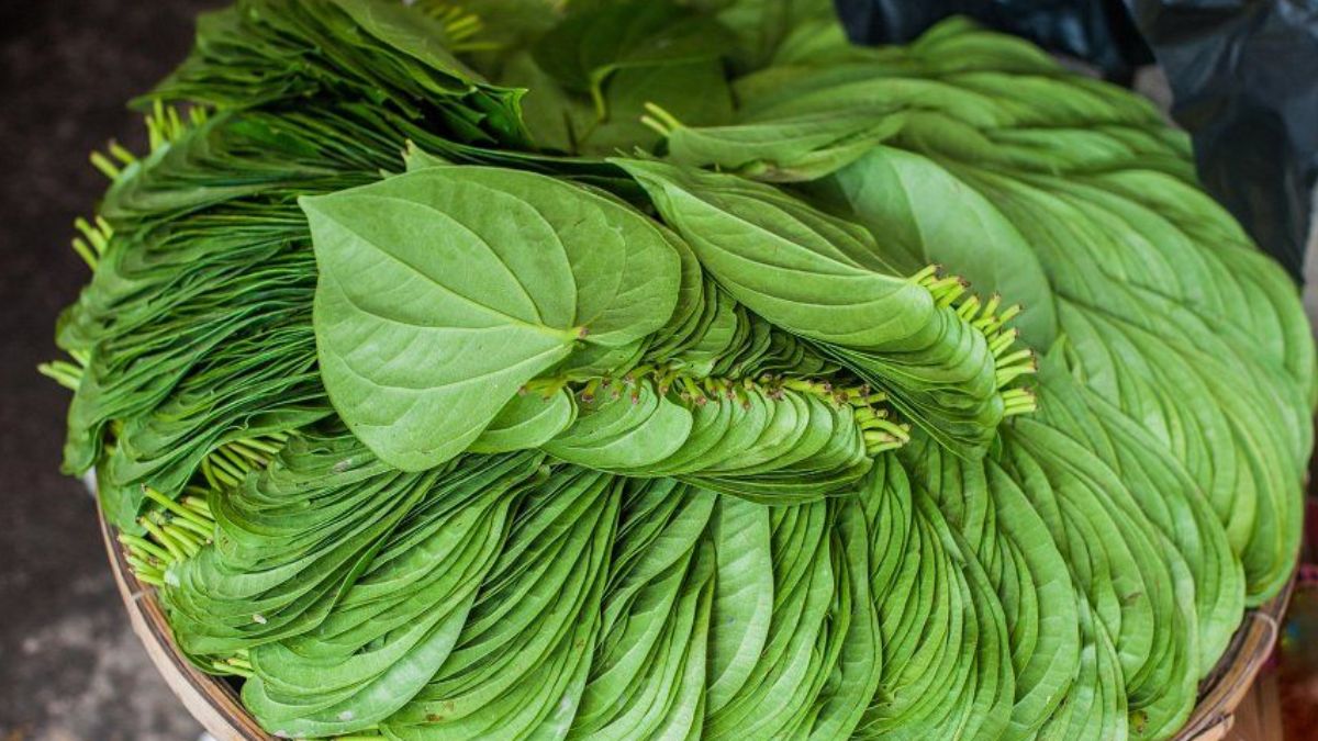 betal leaves 1