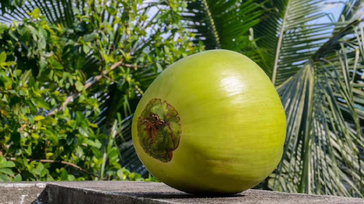 Benefits of tender coconut