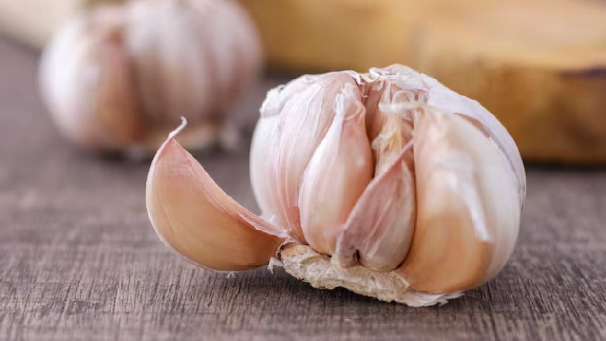 Garlic