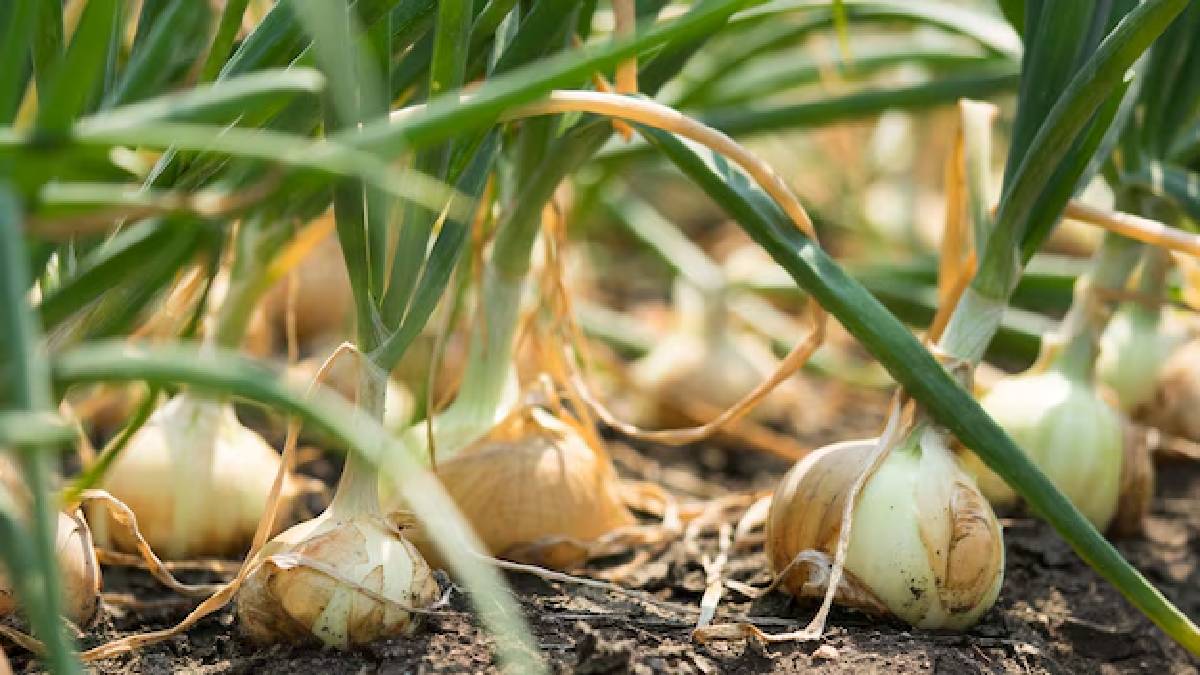 Onion plant