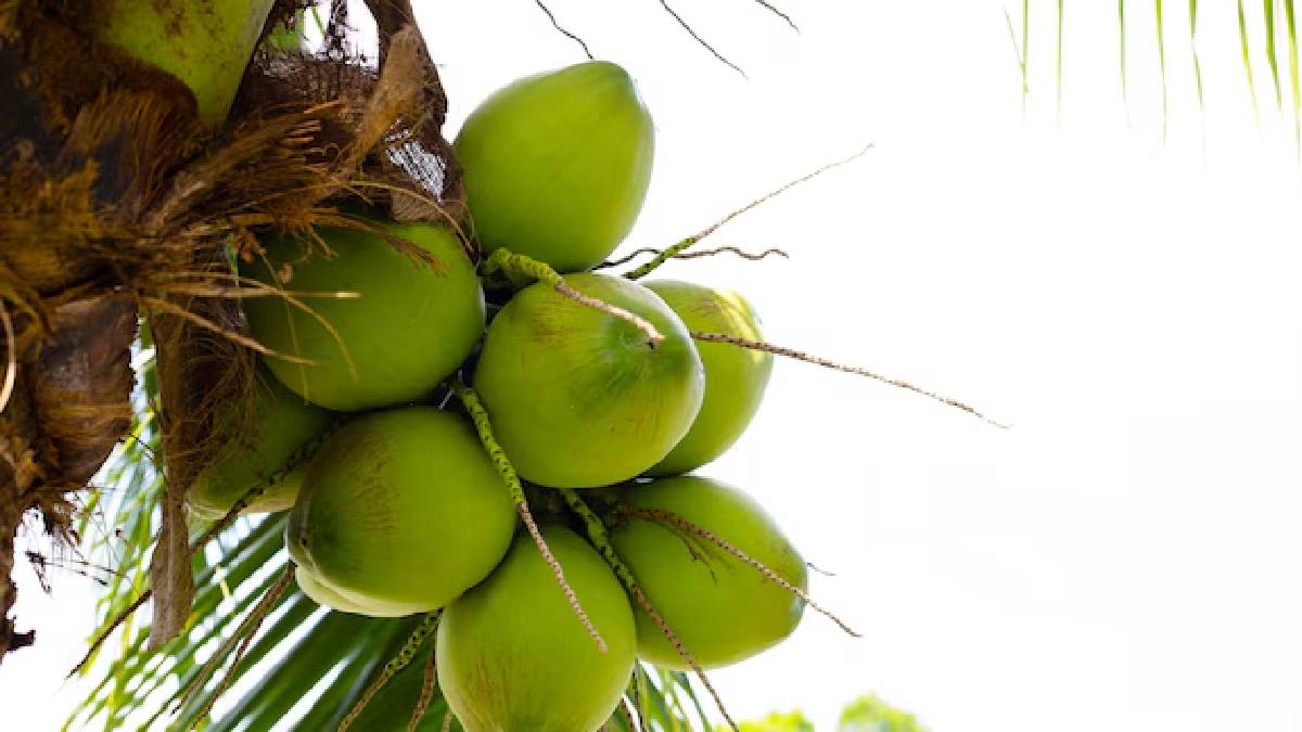 Uses of tender coconut