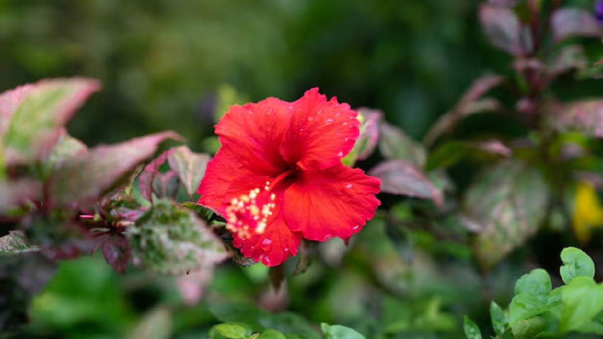 செம்பருத்தி செடி வளர்ப்பது இனி ரொம்ப ஈசி; இந்த டிப்ஸை ஃபாலோ  பண்ணுங்க