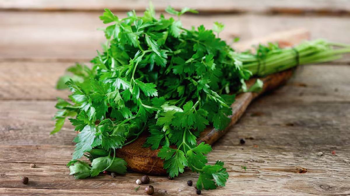 Coriander leaves
