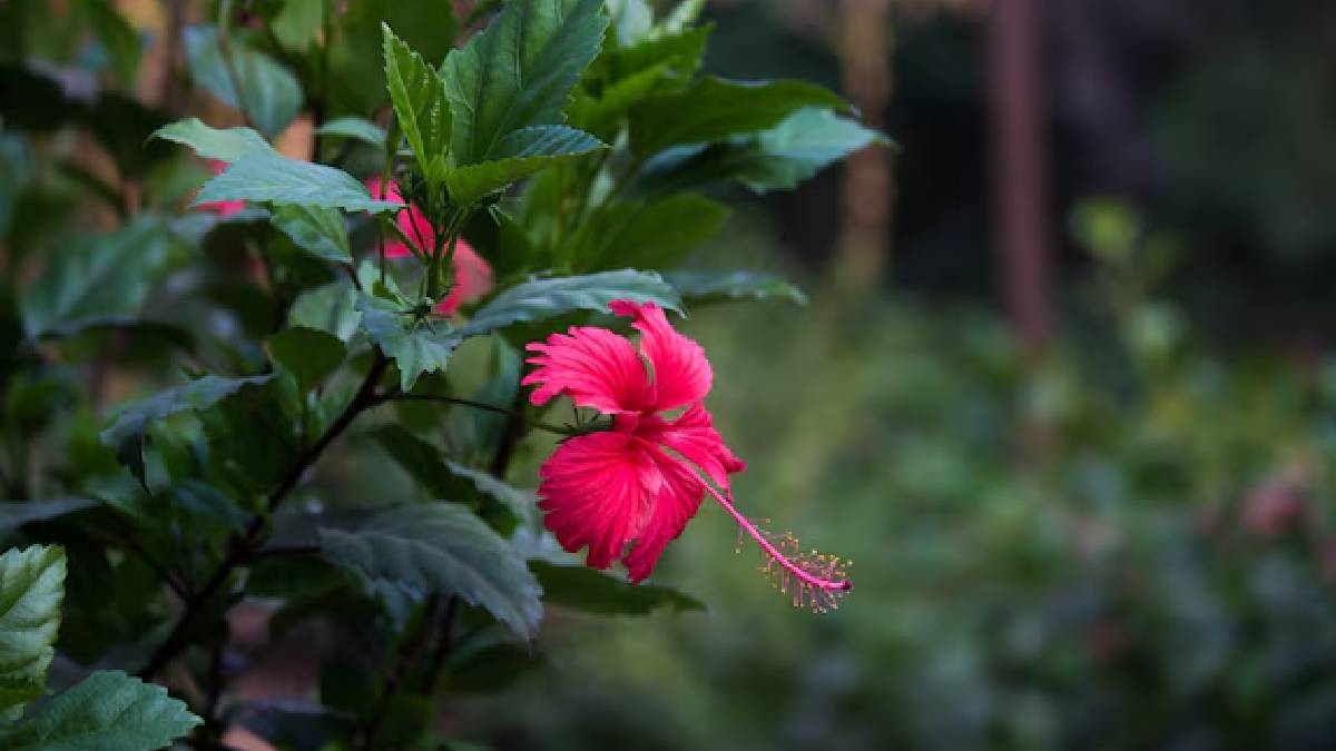 hibiscus