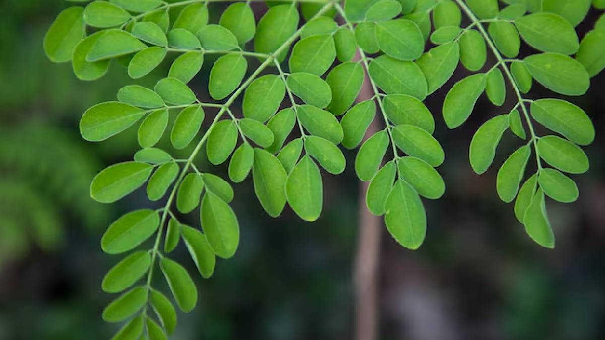 Moringa leaves