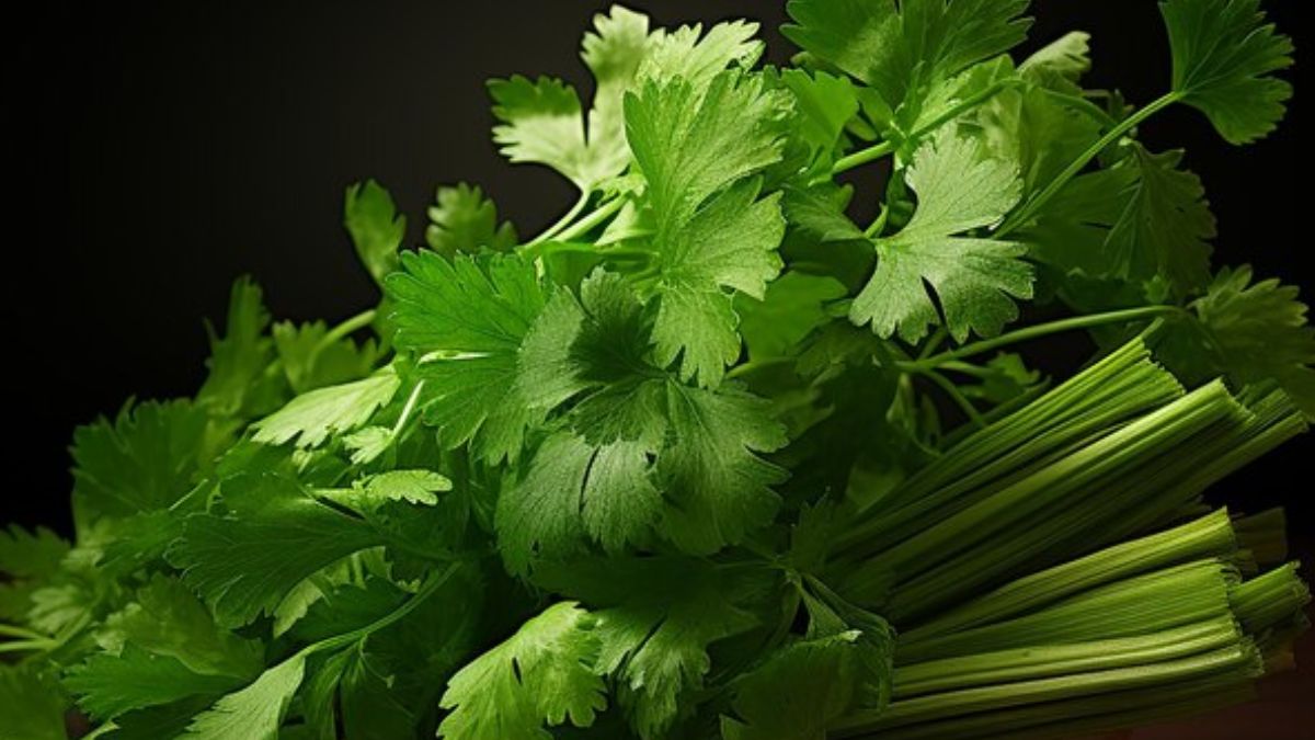 coriander leaves