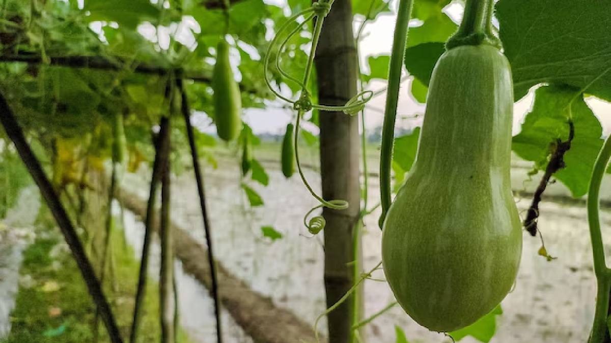 Bottle gourd benefits