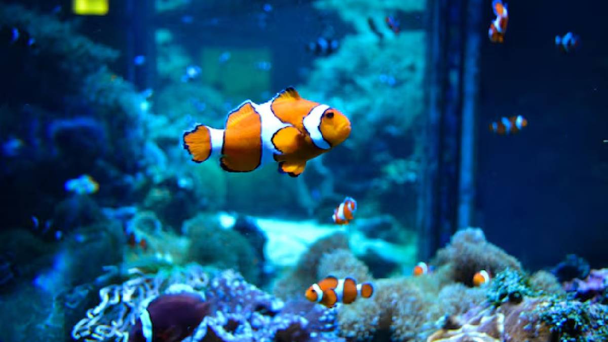 வீட்டில் வண்ண மீன்கள் வளர்க்க ஆசையா? பராமரிப்பு குறைவான இந்த மீன்களை பரிசீலிக்கலாம்