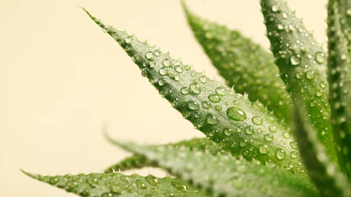 Aloe vera