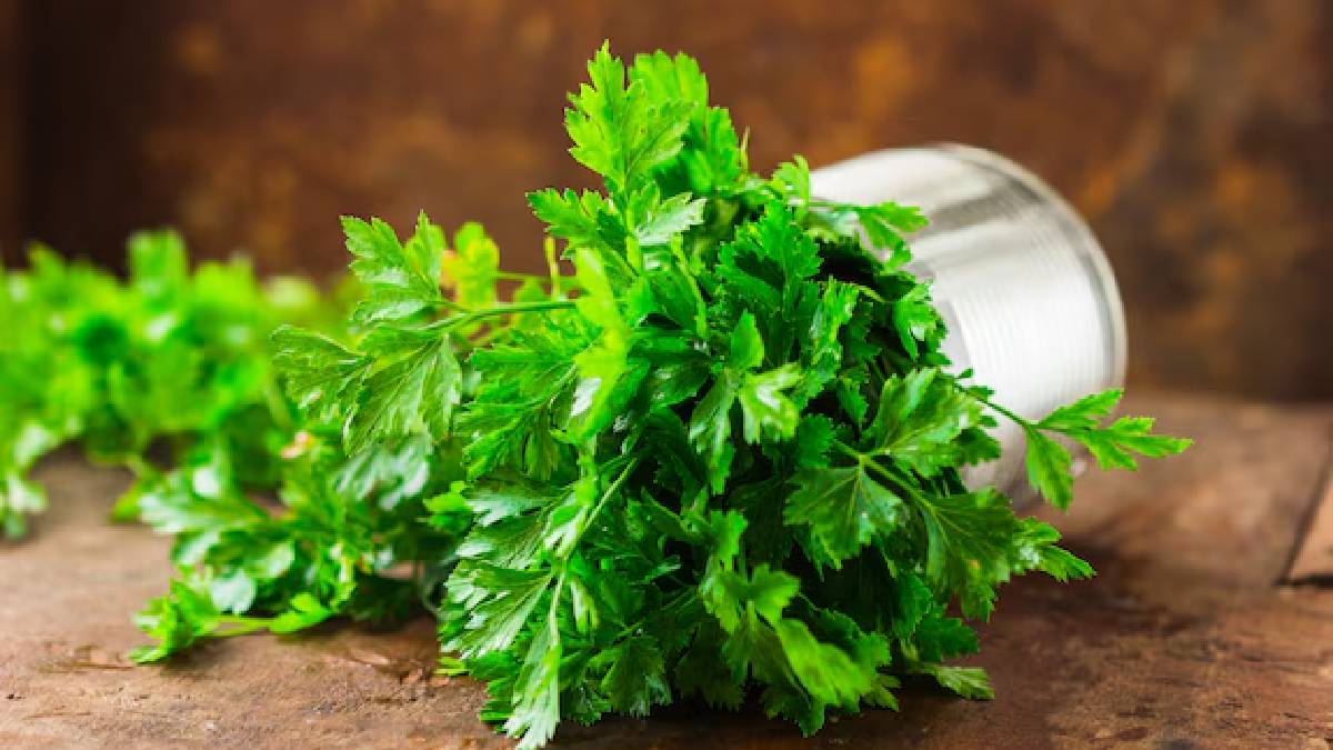Coriander leaves