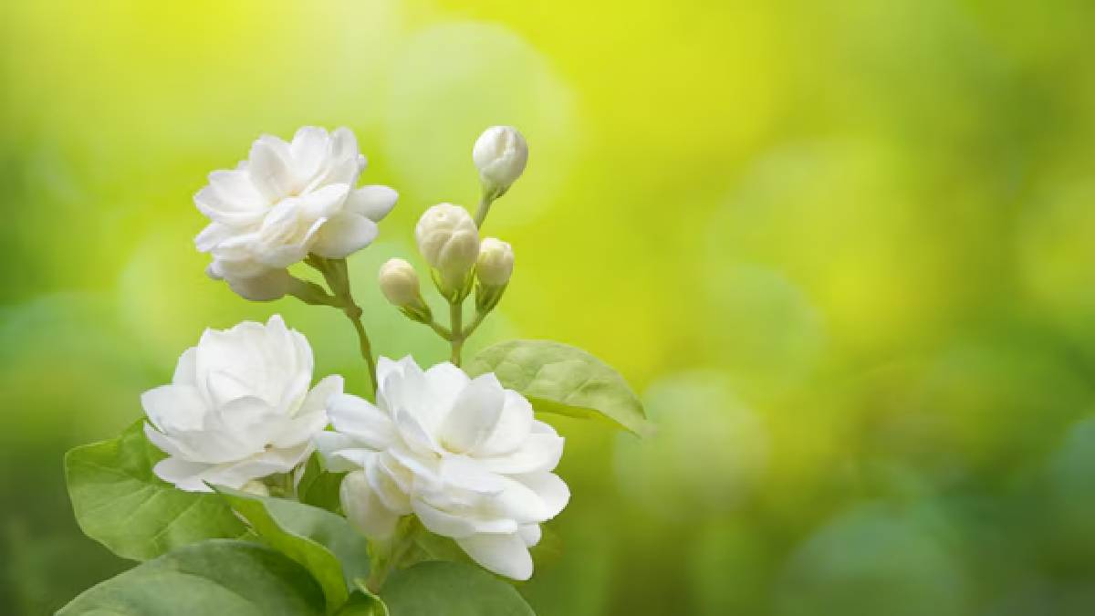 நறுமணம் வீசும் மல்லிகையை உங்கள் வீட்டு தோட்டத்தில் வளர்ப்பதற்கான சிம்பிள் டிப்ஸ்