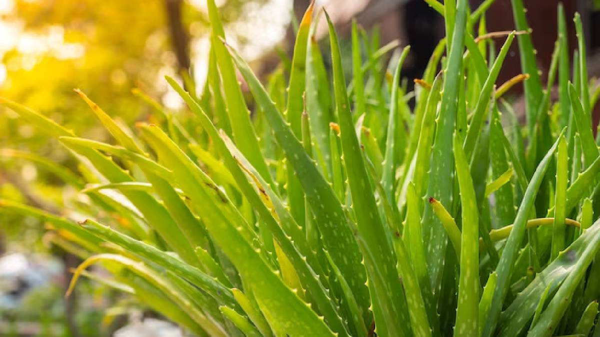 மருத்துவ குணம் நிறைந்த கற்றாழை செடியை உங்கள் வீட்டில் சுலபமாக வளர்க்கலாம்; இந்த டிப்ஸை ஃபாலோ பண்ணுங்க