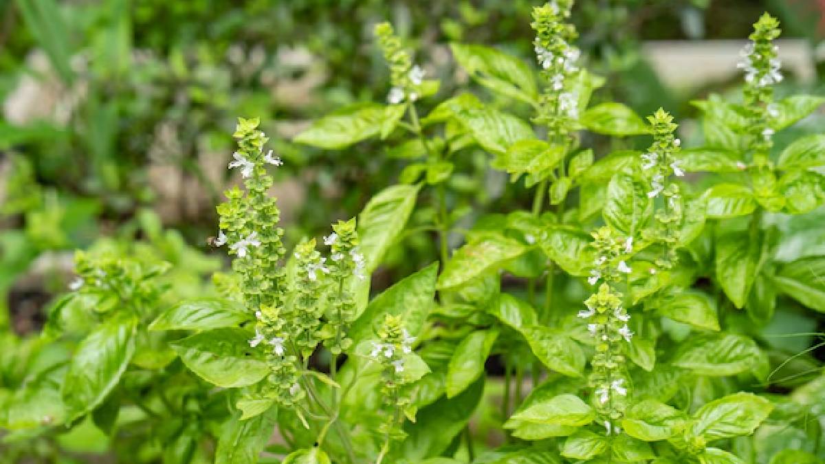 வீட்டில் துளசி செடியை செழிப்பாக வளர்க்க உதவும் 6 எளிய குறிப்புகள்