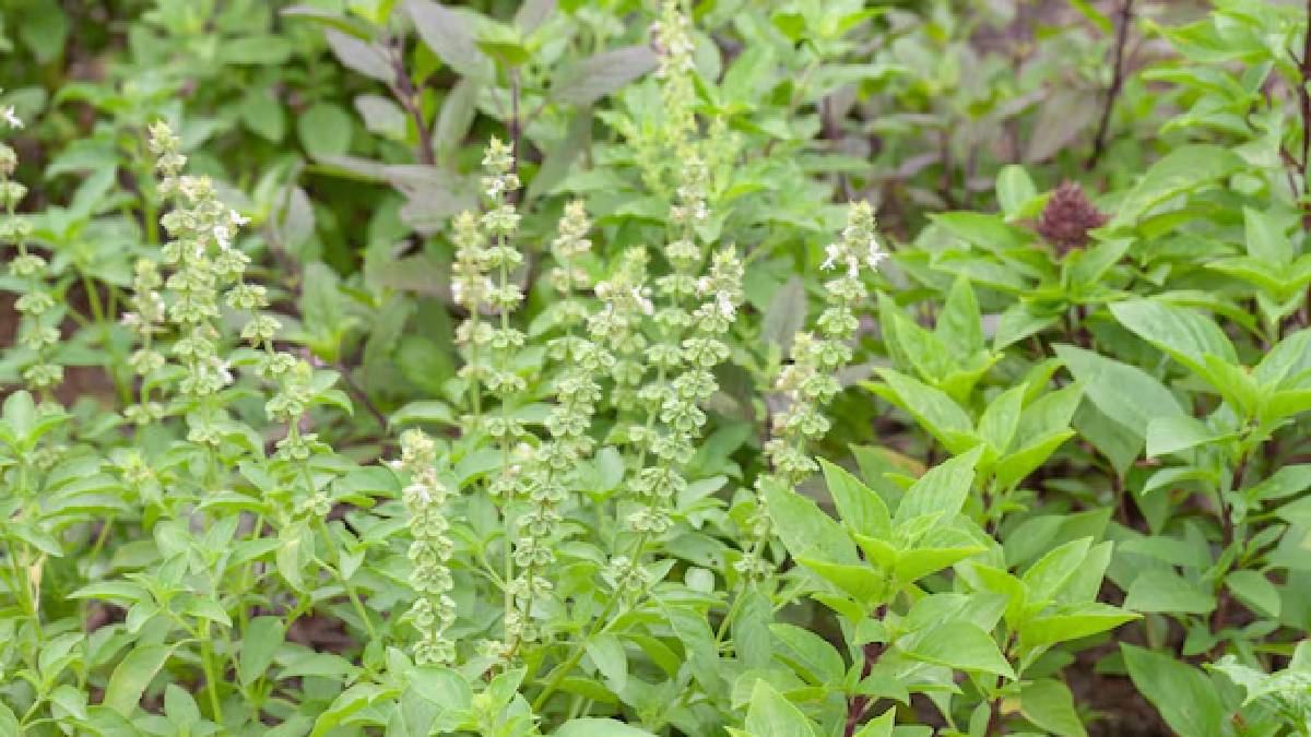 Tulsi growing tips