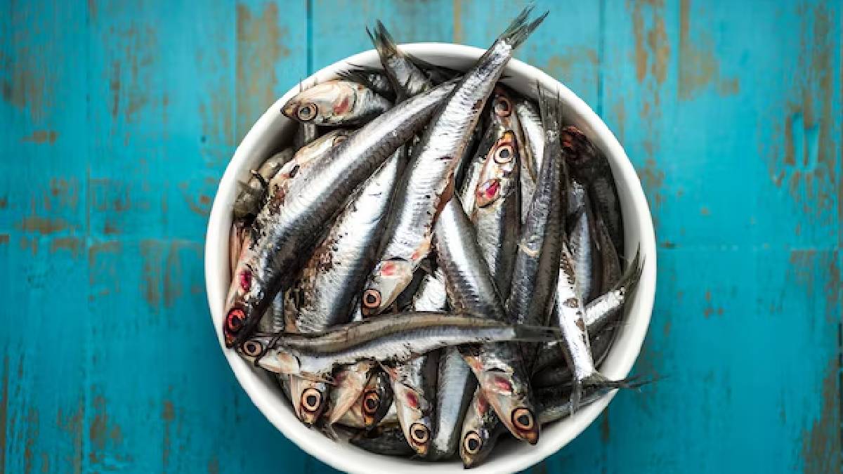 Sardine fish