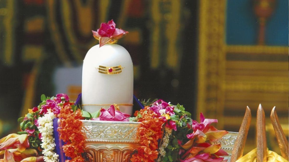 curd shivalingam