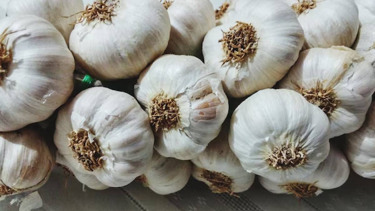 Garlic