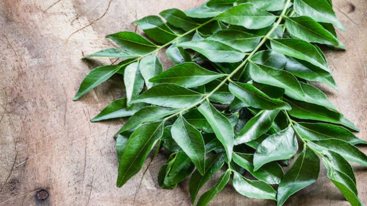 curry leaf