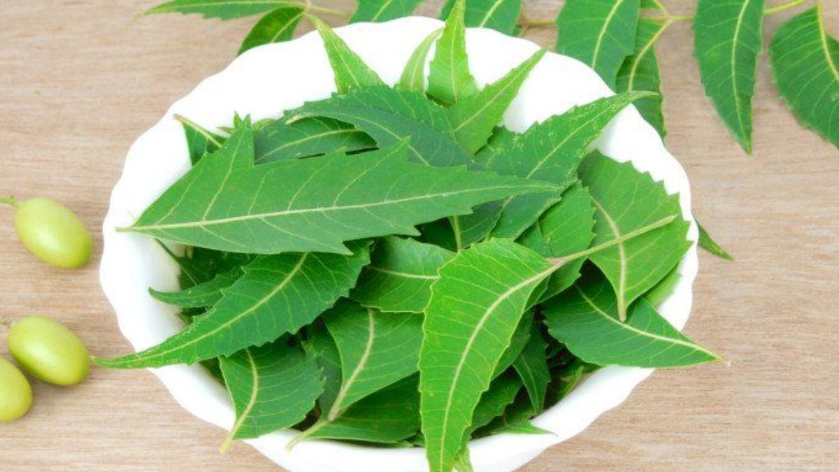 neem leaf