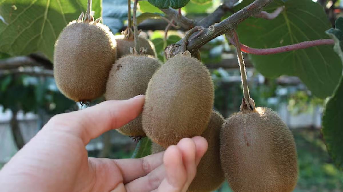 சத்து மற்றும் சுவை நிறைந்த கிவி பழங்கள்; உங்கள் வீட்டில் வளர்ப்பதற்கு சிம்பிள் டிப்ஸ்