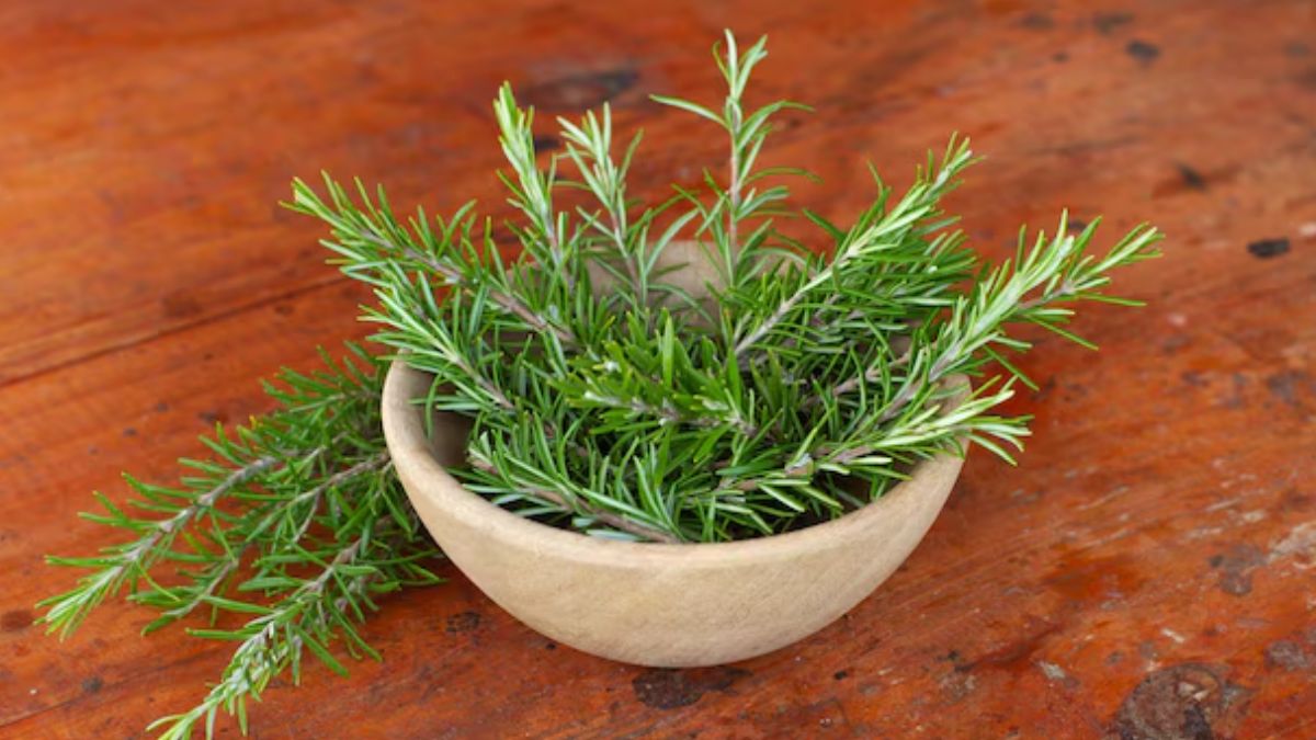 rosemary