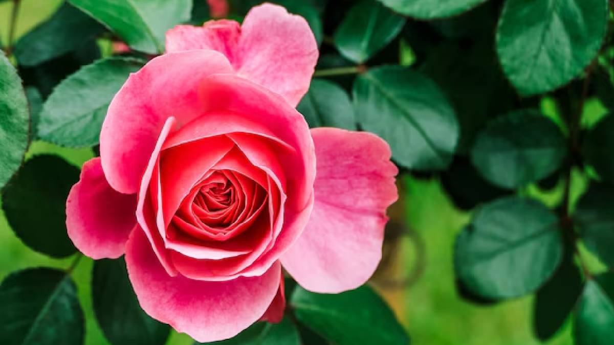 Rose Flower Growing Tips: அழகிய ரோஜா பூக்களை வீட்டில் வளர்க்க ஆசையா? இந்த குறிப்புகளை அவசியம் பின்பற்றவும்