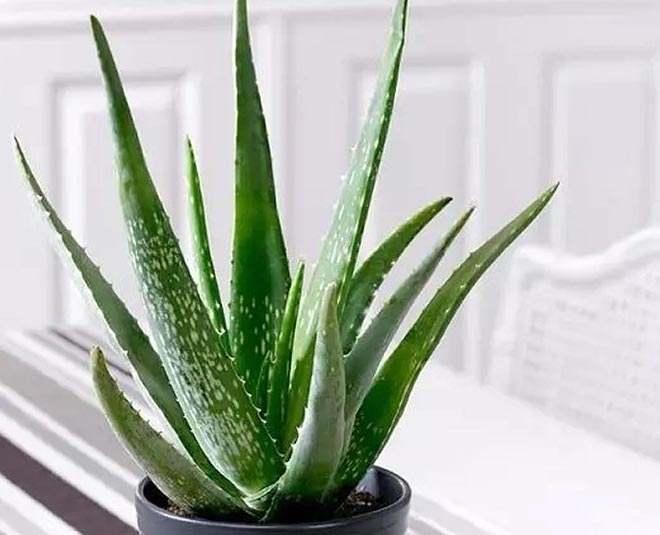 plant for health aloevera inside