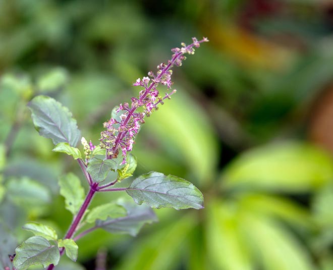 plant for health inside