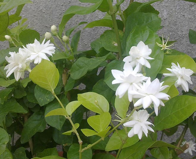 plant for health jasmine inside
