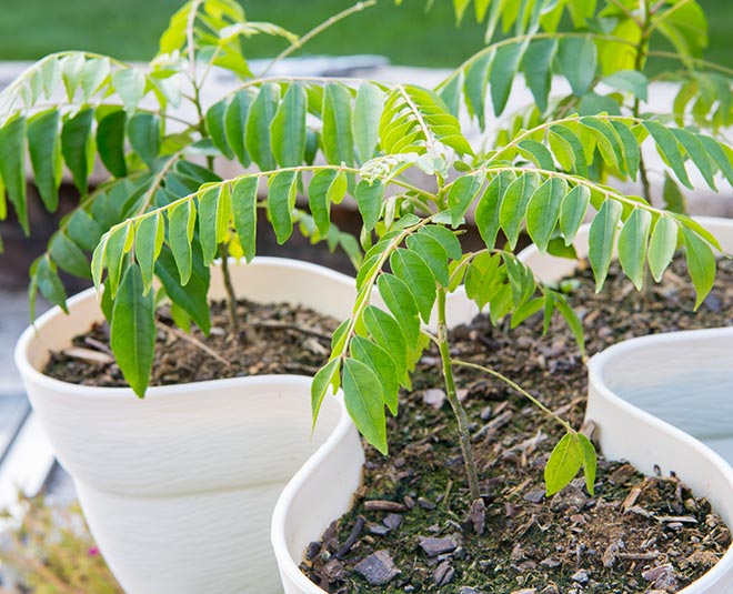 plant for health kadi patta inside