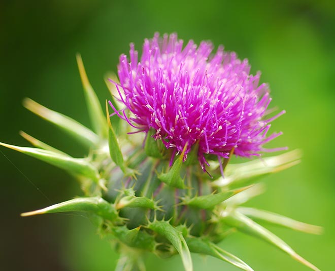 मिल्क थीस्ल (Milk Thistle) herbs milk skin cancer inside ()