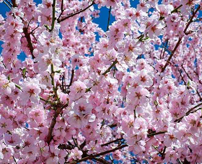 Cherry Blossom Flower In Hindi Best Flower Wallpaper