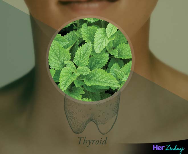 नीबू बाम (Lemon balm) thyroid cancer health herbs