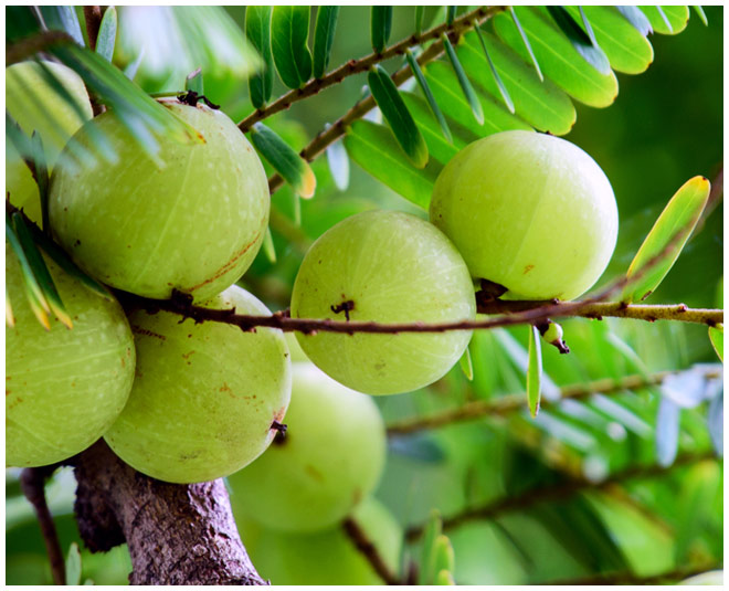 आंवले जैसा भूमि आंवला bhumi amla for lung cancer