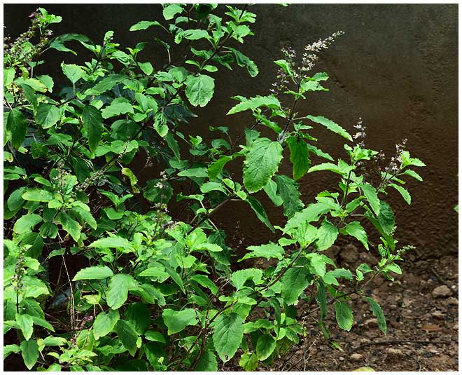 गुणकारी औषधि है तुलसी tulsi for lung cancer