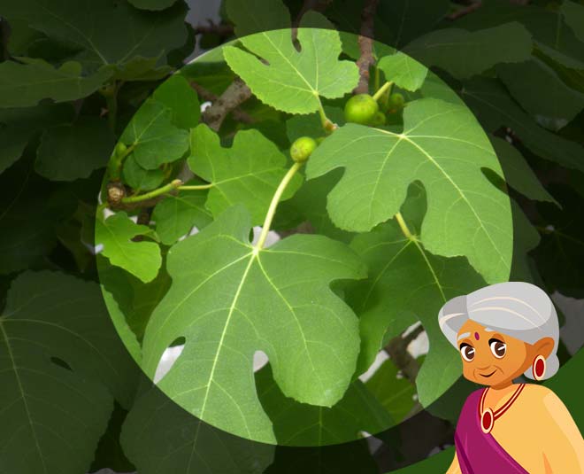 fig leave health inside